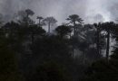 CONAF suspende uso del fuego y cierra senderos en áreas protegidas de La Araucanía por evento de fuertes vientos