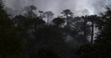 CONAF suspende uso del fuego y cierra senderos en áreas protegidas de La Araucanía por evento de fuertes vientos