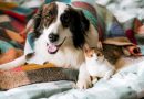 ¿Cómo alimentar a tu mascota en invierno? Claves para cuidar su salud en temporada de frío