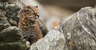De Vulnerable a Preocupación Menor: gato güiña cambia su estado de conservación