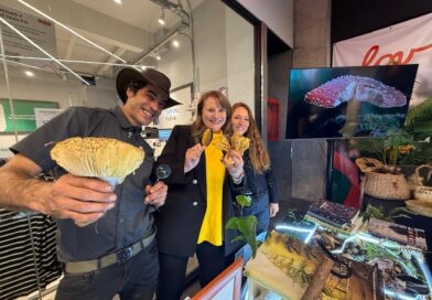 Pitrufungi 2026 reunirá gastronomía, talleres y mundo fungi en Pitrufquén