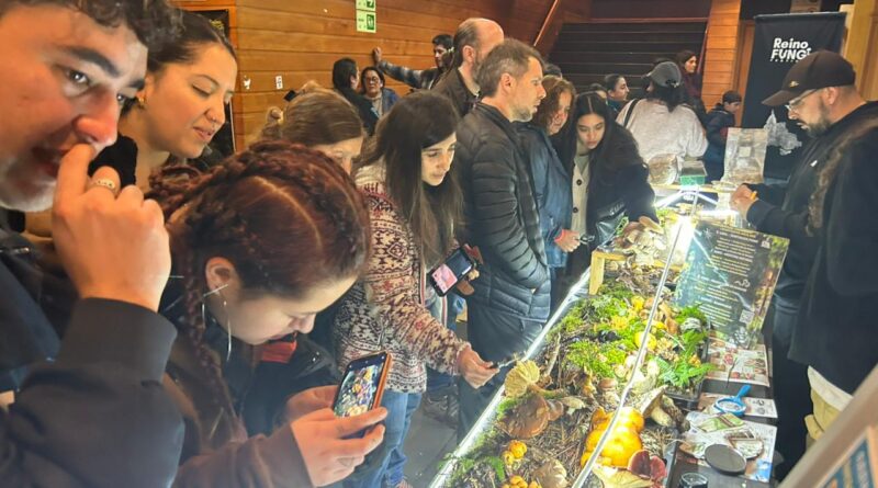 Festival Fungi de Pucón 2026 reunió a más de 12 mil asistentes