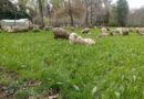 Productores de La Araucanía conocen nuevas tecnologías para proteger sus rebaños de perros asilvestrados