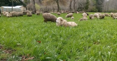 Productores de La Araucanía conocen nuevas tecnologías para proteger sus rebaños de perros asilvestrados