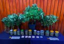 PDI Temuco desarticula sofisticado cultivo indoor de cannabis y detiene a un hombre