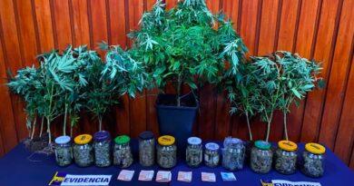 PDI Temuco desarticula sofisticado cultivo indoor de cannabis y detiene a un hombre