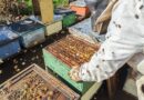 Apicultores de Malleco y Cautín exportan 6,9 toneladas de miel desde La Araucanía a Alemania