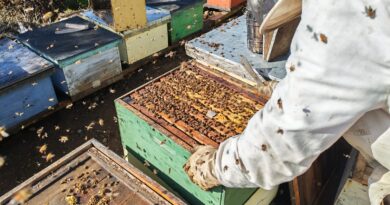 Apicultores de Malleco y Cautín exportan 6,9 toneladas de miel desde La Araucanía a Alemania