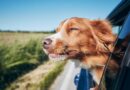 Los perros viven más que nunca: cómo adaptar su alimentación para una vejez saludable