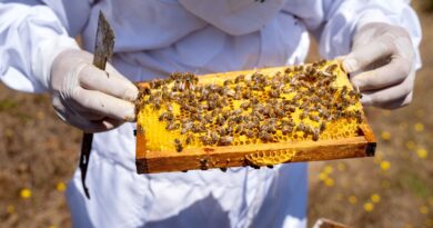 Refuerzan llamado a proteger colmenas en La Araucanía con el seguro con Subsidio Estatal