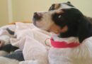 Atención viajeros: desde este 27 de julio perros y gatos necesitarán microchip para ingresar a Chile