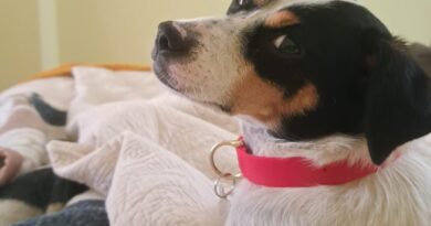 Atención viajeros: desde este 27 de julio perros y gatos necesitarán microchip para ingresar a Chile