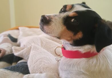 Atención viajeros: desde este 27 de julio perros y gatos necesitarán microchip para ingresar a Chile