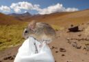 Pequeño roedor de Los Andes: el mamífero que evolucionó para sobrevivir a más de 6.700 metros de altura