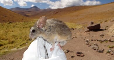 Pequeño roedor de Los Andes: el mamífero que evolucionó para sobrevivir a más de 6.700 metros de altura