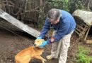 🚨 Impactante caso de maltrato animal en Gorbea: PDI rescata a perro con severa desnutrición