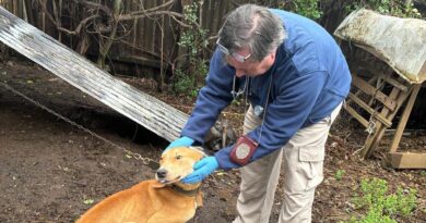 🚨 Impactante caso de maltrato animal en Gorbea: PDI rescata a perro con severa desnutrición