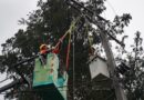 Más de 81 mil clientes sin luz en La Araucanía: CGE despliega 300 trabajadores para restablecer el suministro tras sistema frontal