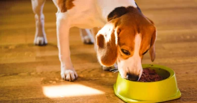 Casi 4 de cada 10 perros en Chile tiene sobrepeso: así lo advierten los expertos