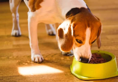 Casi 4 de cada 10 perros en Chile tiene sobrepeso: así lo advierten los expertos