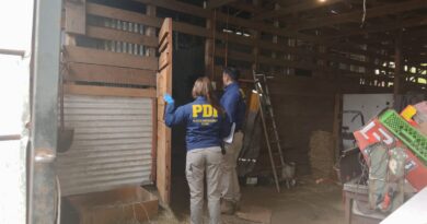 PDI desbarata matadero clandestino en Gorbea y decomisa más de 2 toneladas de carne