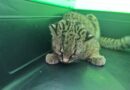 Güiña atropellada en Pitrufquén se recupera tras rescate coordinado