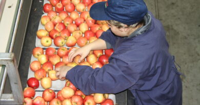 Subsidio Unificado al Empleo abre postulaciones en La Araucanía con foco en grupos prioritarios