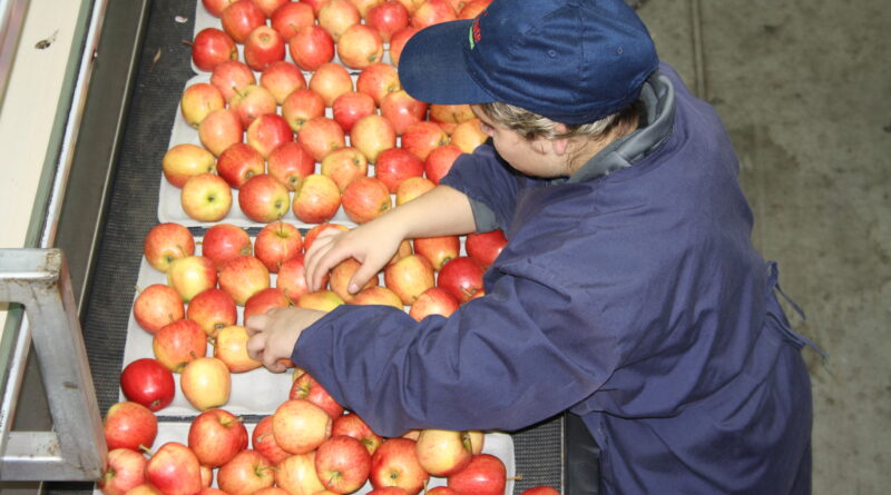Subsidio Unificado al Empleo abre postulaciones en La Araucanía con foco en grupos prioritarios